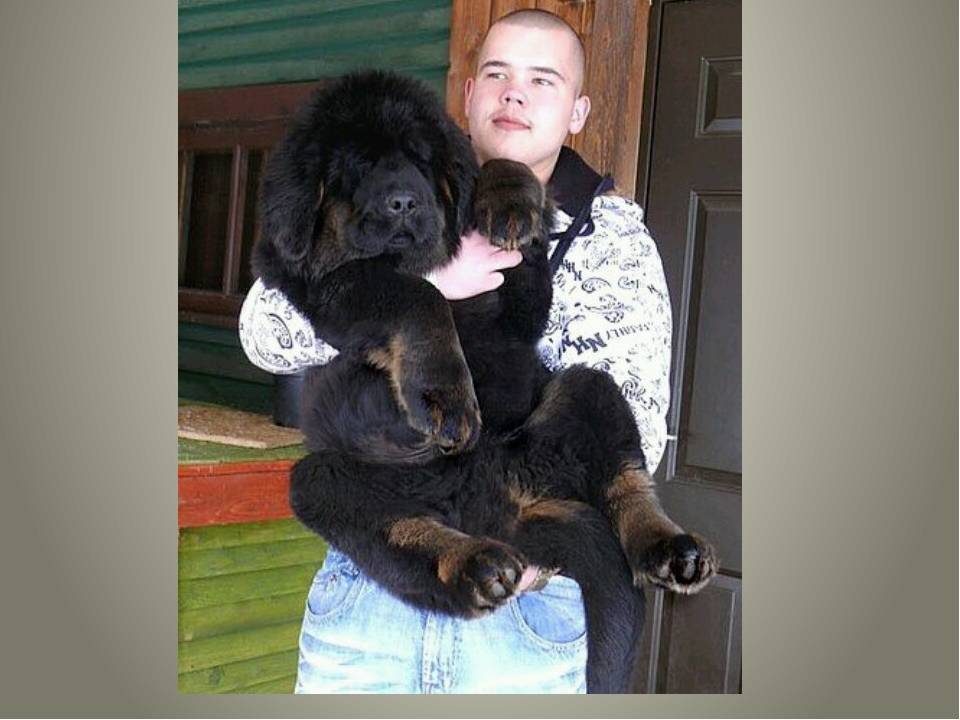 Тибетский мастиф – самая большая собака в мире, весящая до 112 кг, история породы и фото