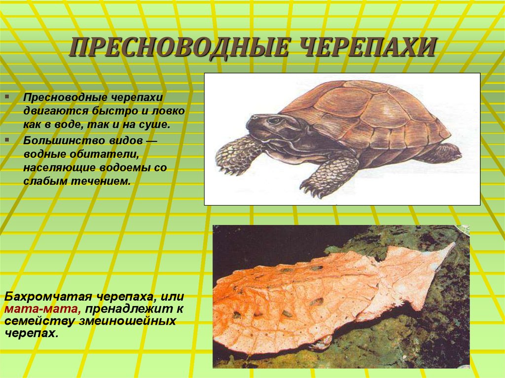 Черепахи особенности строения и представители. Название черепах. Морские и Пресноводные черепахи. Как передвигается черепаха.