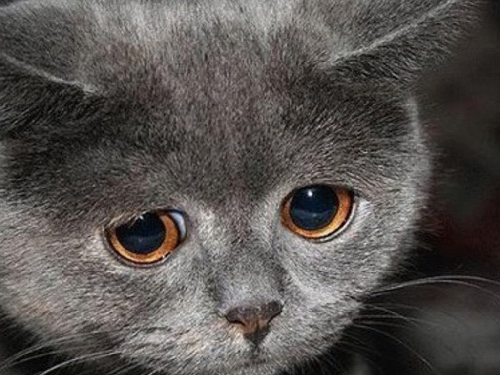 Странности кошек - кошачьи странности, как понять кошку - всё о кошках и котах