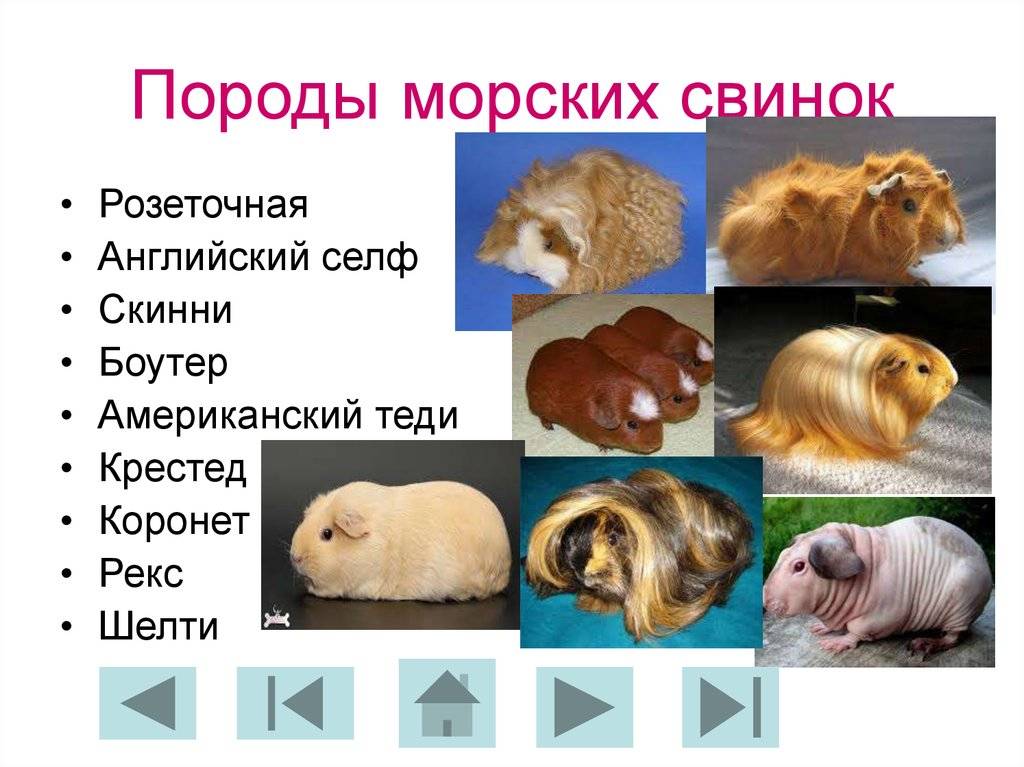Альпаки морские свинки: фото, описание породы, содержание и уход, питание