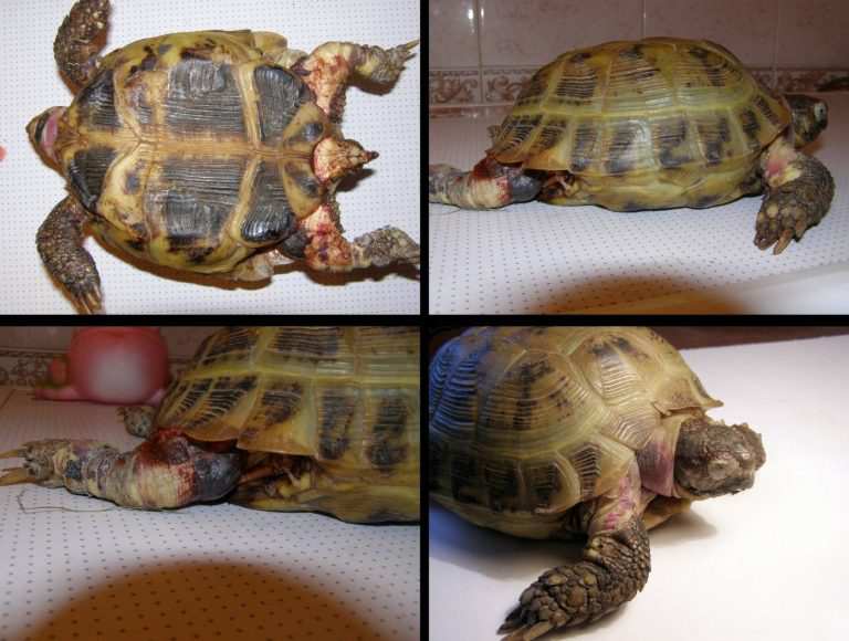 ᐉ черепахи: от чего умирают, как понять что она впала в спячку, а не умерла - kcc-zoo.ru