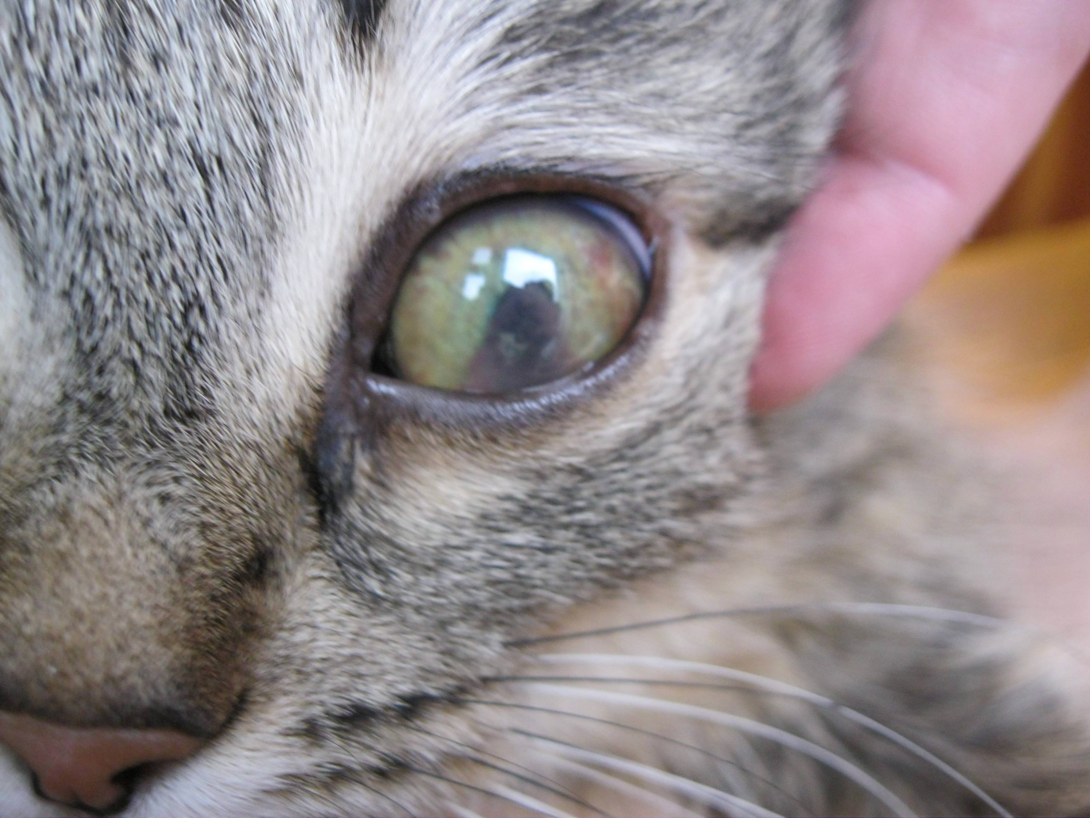 Бельмо на глазу у кошки: как лечить в домашних условиях