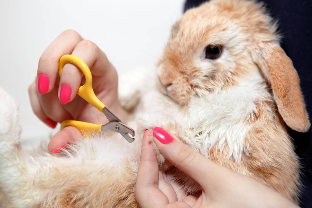 Как подстричь когти декоративному кролику: советы и видео
как подстричь когти декоративному кролику: советы и видео