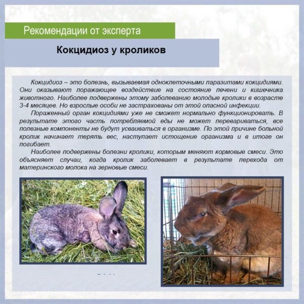 Ушной клещ у кроликов: лечение в домашних условиях препаратами и народными средствами