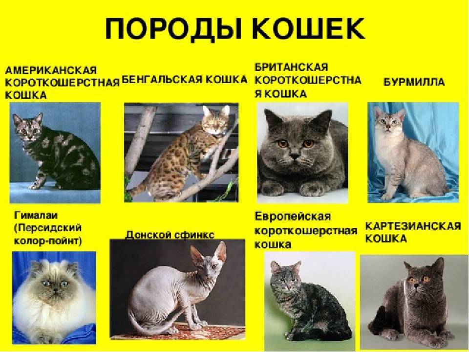 5 типов кошек. Список пород кошек. Породы домашних кошек. Разновидности кошек породы. Породистые кошки и их названия.