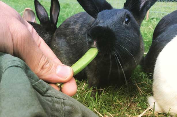 Можно ли кормить кроликов горохом, его стручками и ботвой