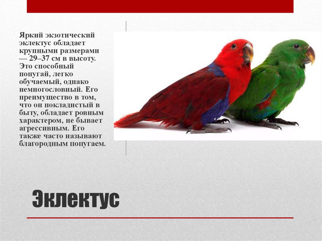 Благородный зелёно-красный попугай - попугаеобразные | некоммерческий учебно-познавательный интернет-портал зоогалактика