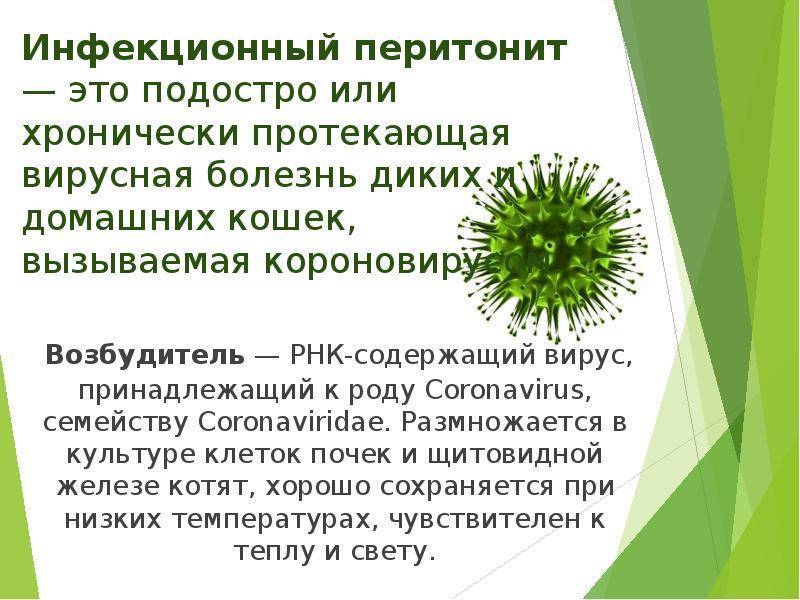Передается ли коронавирус кошек людям | food and health