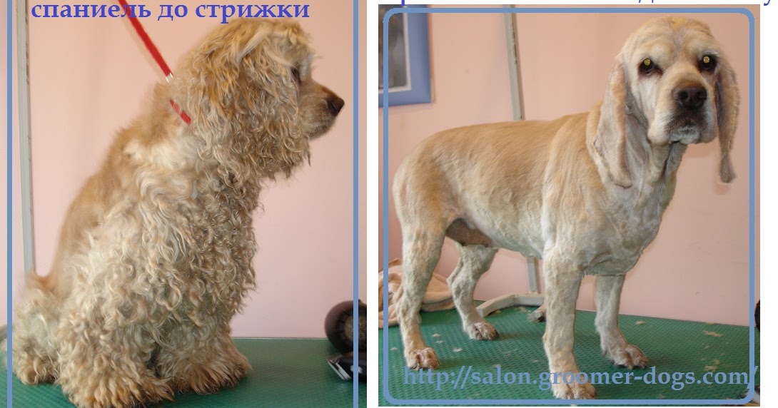 Стрижка русского спаниеля фото до и после