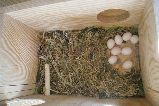 ᐉ гнездо для неразлучников своими руками - zoogradspb.ru