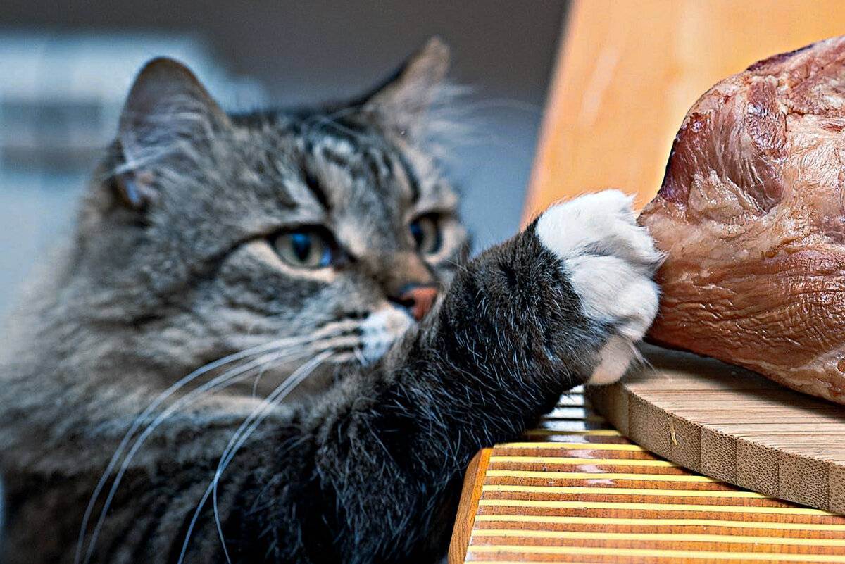 Можно ли кормить кошку сырой курицей: все особенности «кошачьей кулинарии»