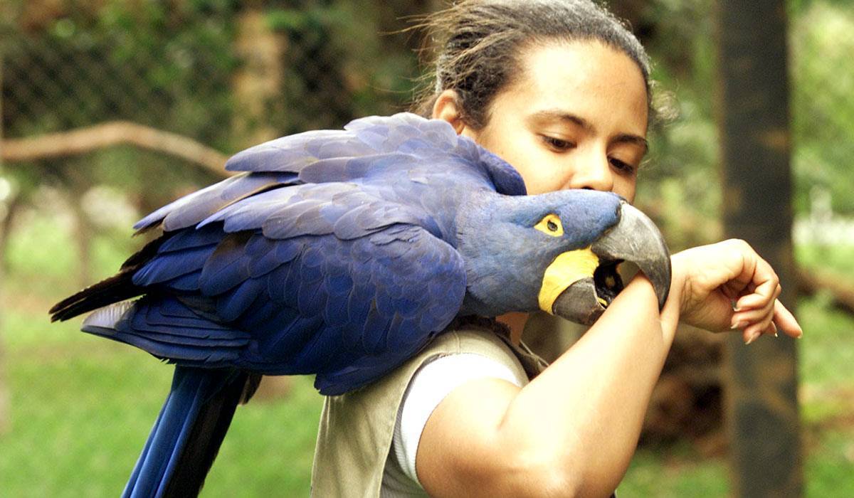 Топ-10 самых больших в мире попугаев (с фото) | vivareit