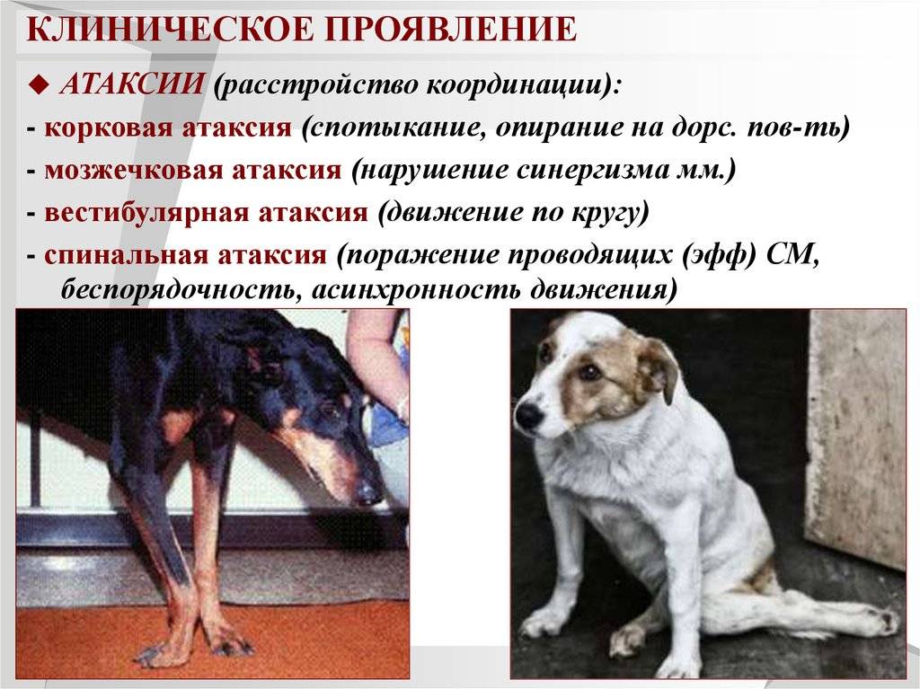Воспалительные заболевания цнс у собак и кошек