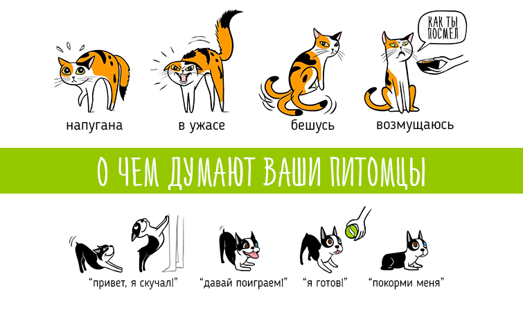 Как понимать кошек. личный опыт - кошки