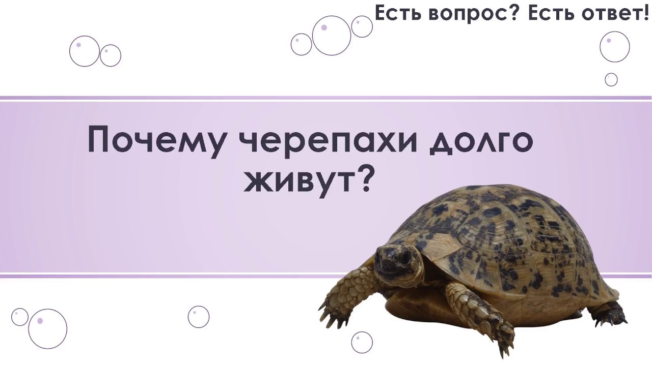 Красноухая черепаха не ест вялая и спит: почему такое бывает и что делать?