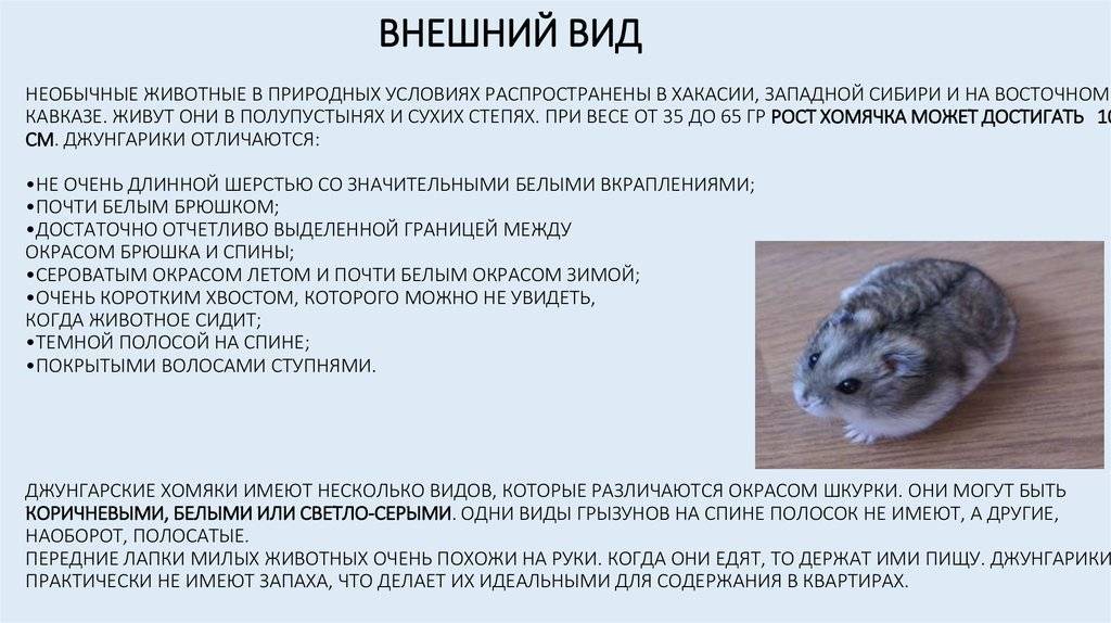 Лесной хомяк карбыш: фото и описание, как от них избавиться на садовом участке - truehunter.ru