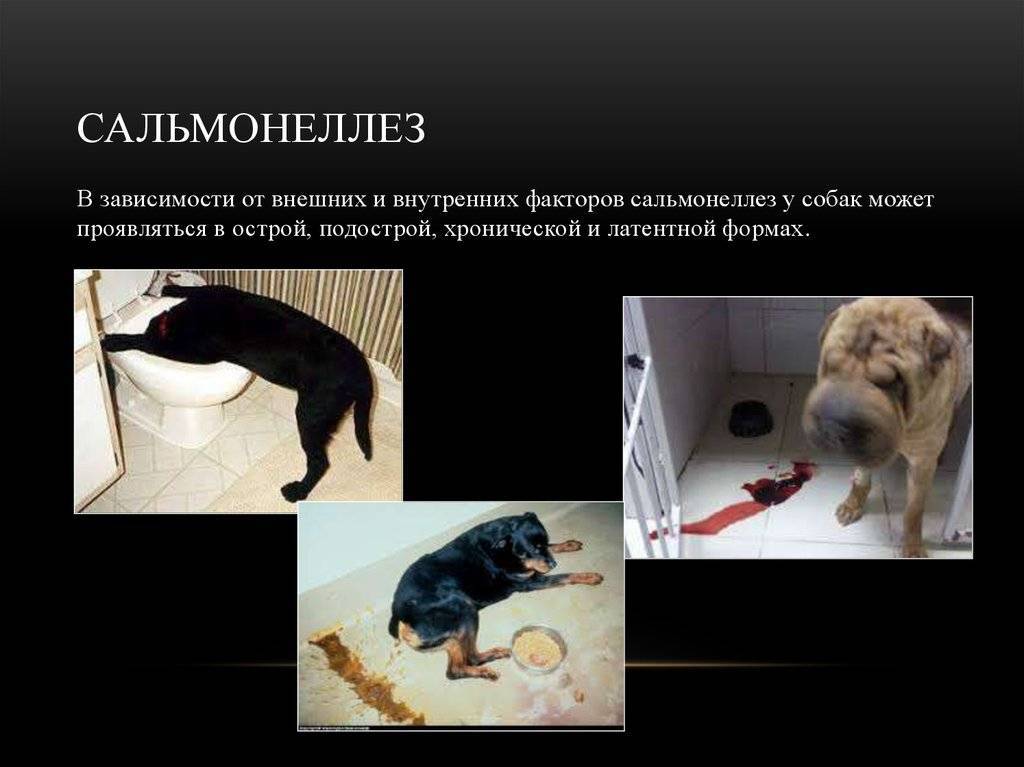 Сальмонеллез у кошек и котов: симптомы, опасность для окружающих, первая помощь, лечение и уход