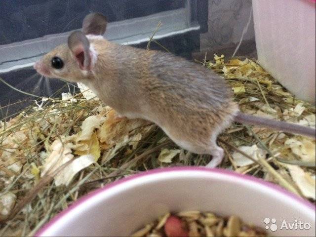 Иглистые мыши, что это за животные?