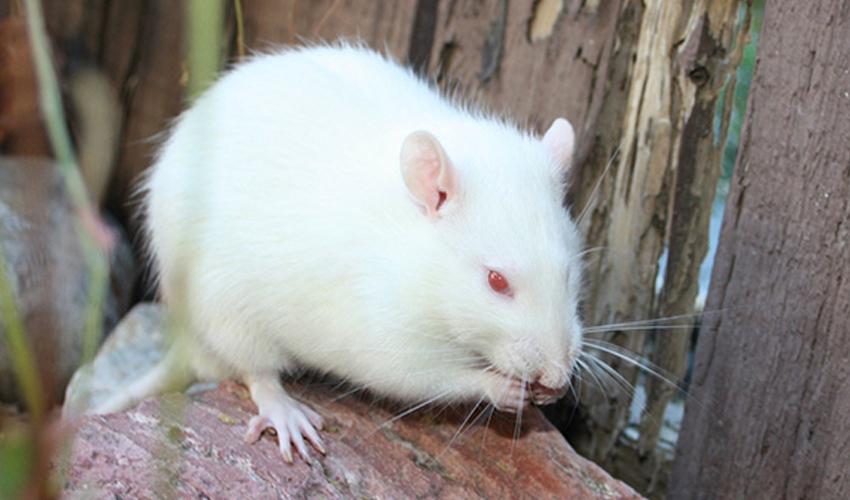 Белая крыса с красными глазами: описание с фото, особенности содержания, характеристика поведения и уход