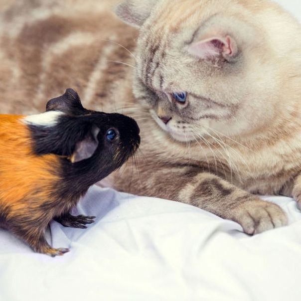 Морская свинка и кот в одном доме: уживется ли кошка с грызуном?