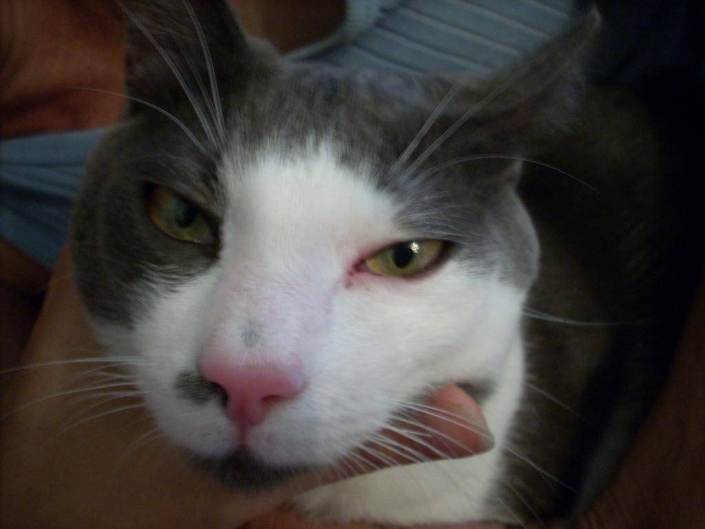 У кошки коричневые выделения из глаз: причины и лечение