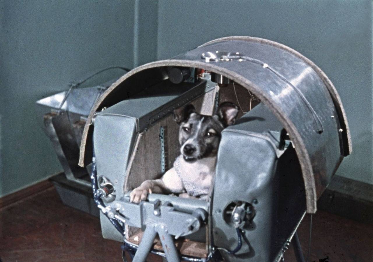 Какие первые собаки побывали в космосе: полёты на геофизических ракетах и орбитальных космических аппаратах
