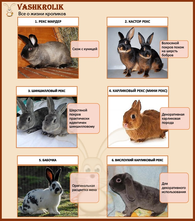 Декоративные кролики: история, внешний вид, описание, фото | zoodom
