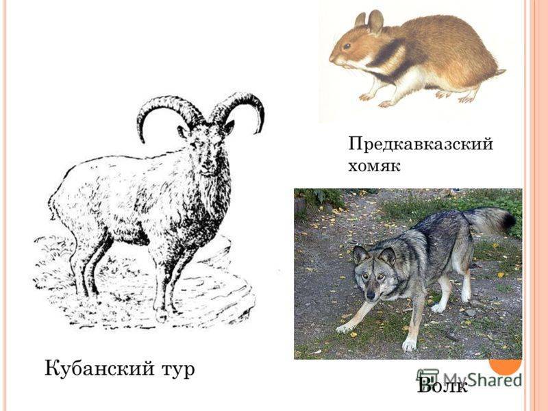 Хомяк карбыш: фото зверька, описание, как прогнать грызуна с огорода?