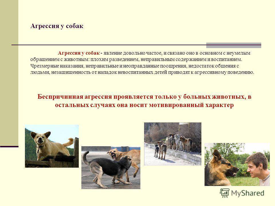 Породы собак, которые совершенно внезапно могут проявить агрессию