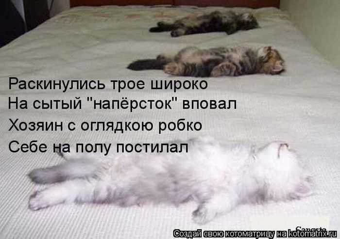 Как приучить кота спать по ночам - wikihow