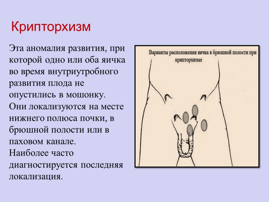 Что такое крипторх у собаки: почему одно яичко не опустилось и в чем опасность