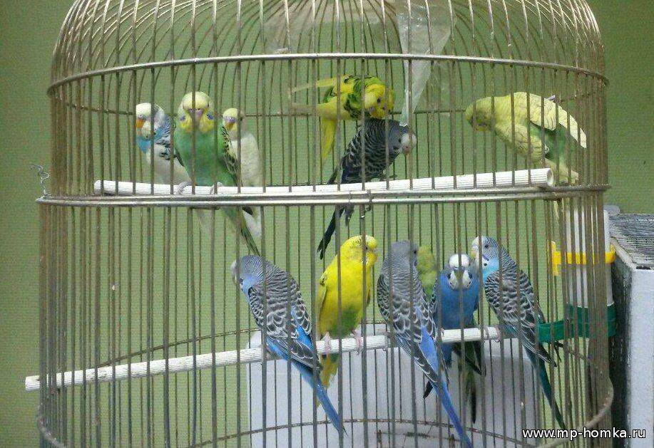 Сколько стоит говорящий попугай какаду в рублях
