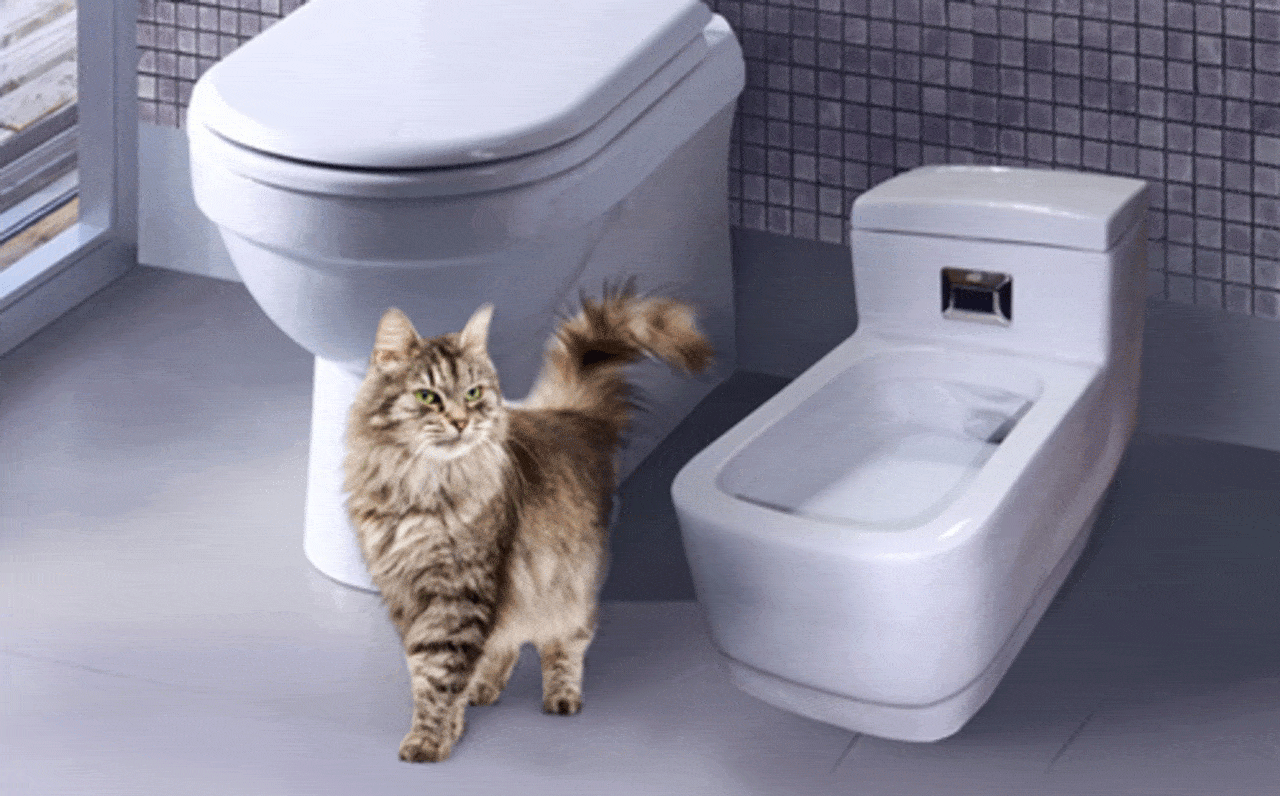Какие бывают туалеты для кошек, какой лучше: лоток, домик, автоматический самоочищающийся и другие