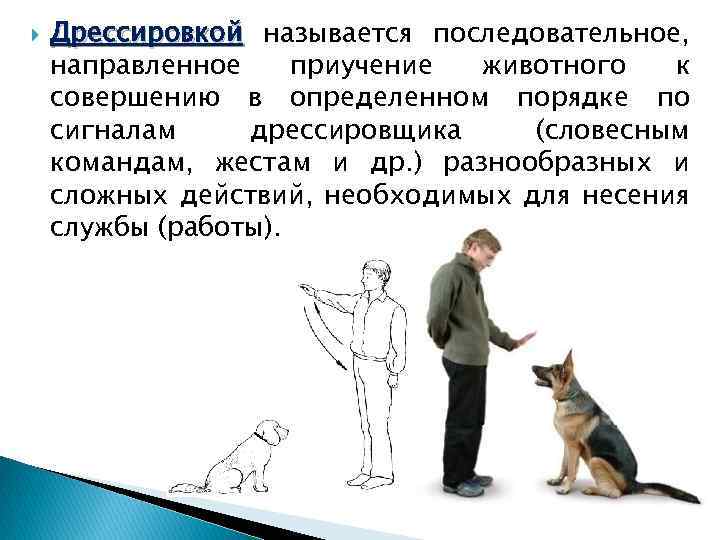 Как воспитать собаку, не прибегая к насилию? 6 полезных кинологических секретов