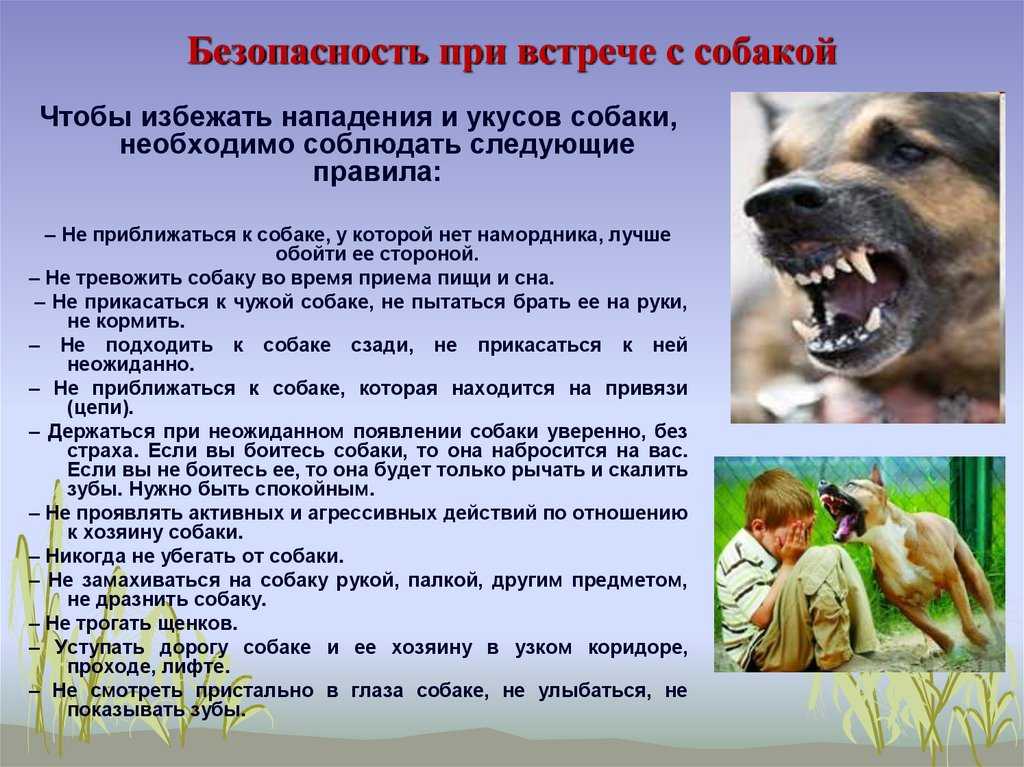 Собака кидается на других собак, что делать? действенные методы корректировки поведения