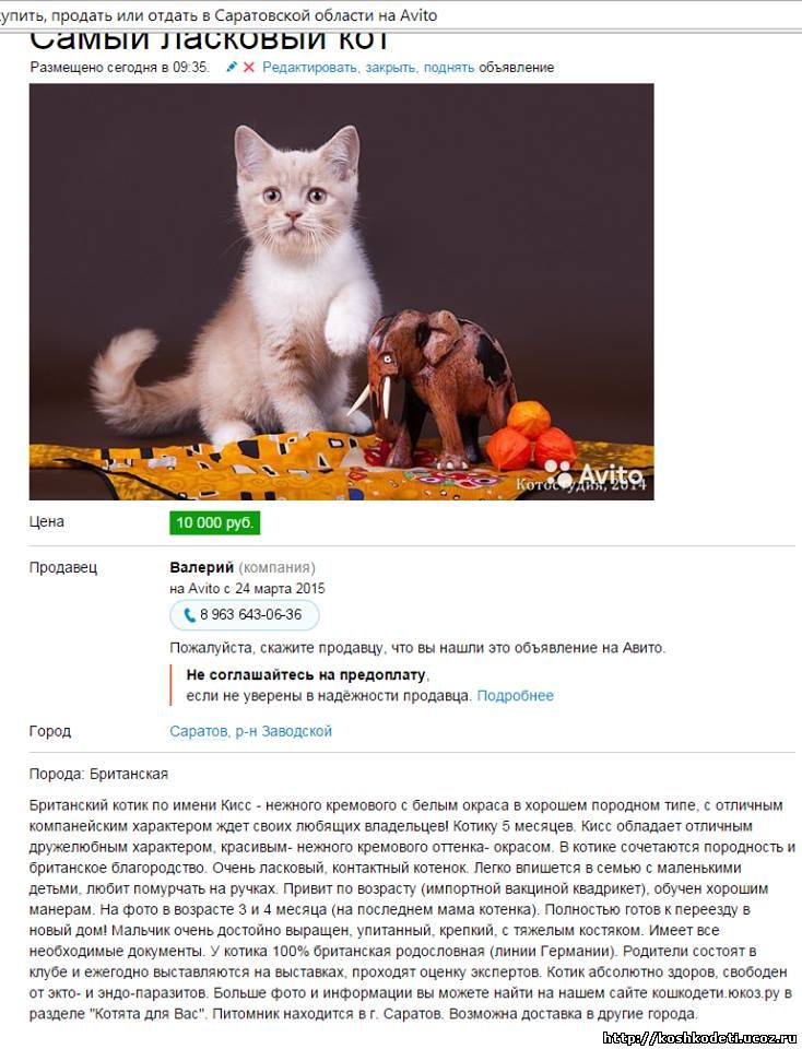 Не верь глазам своим! или то, на что нужно обратить внимание при покупке породистого котенка по объявлению - питомник шотландских кошек "feantary"