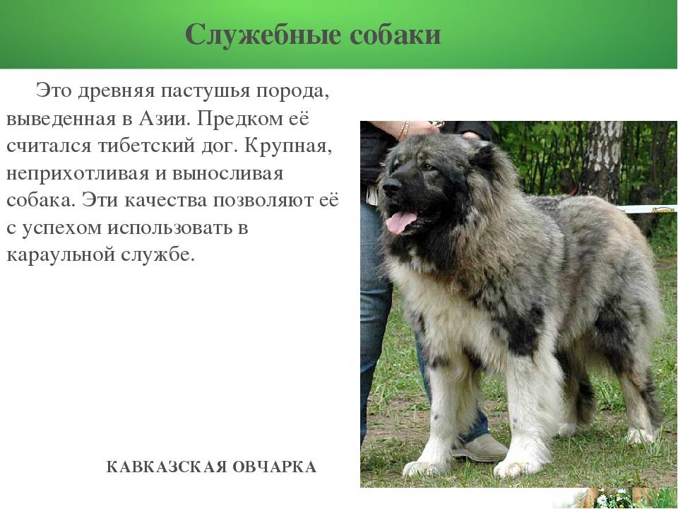 Русские породы собак с фотографиями и названиями