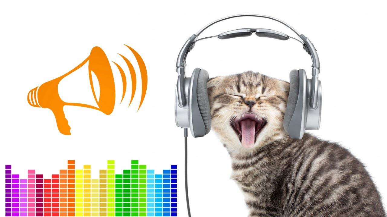 Ультразвук для кошек: почему боятся, как работает