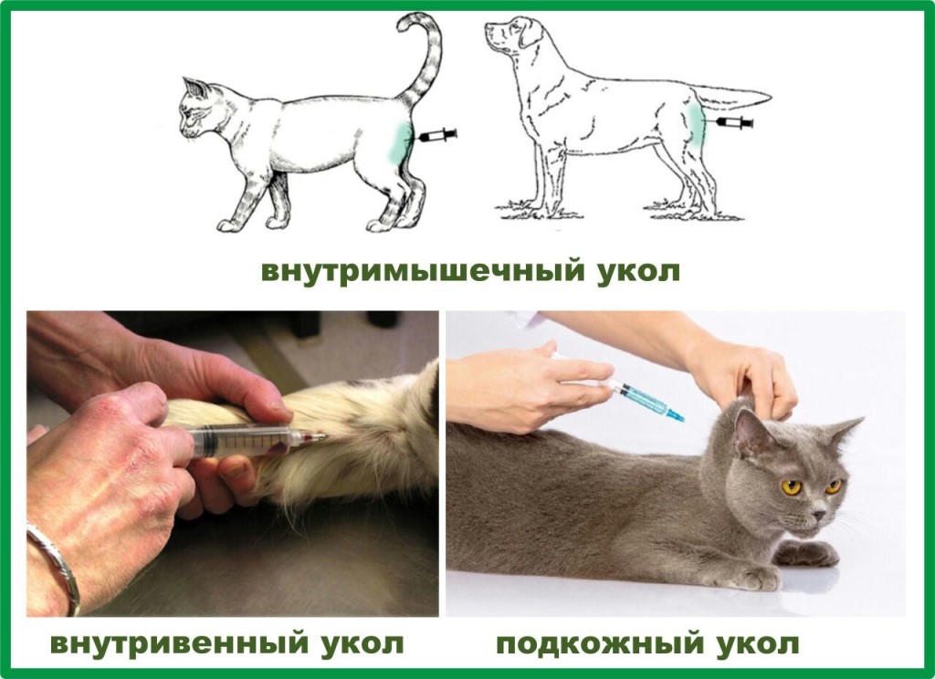 Укол коту