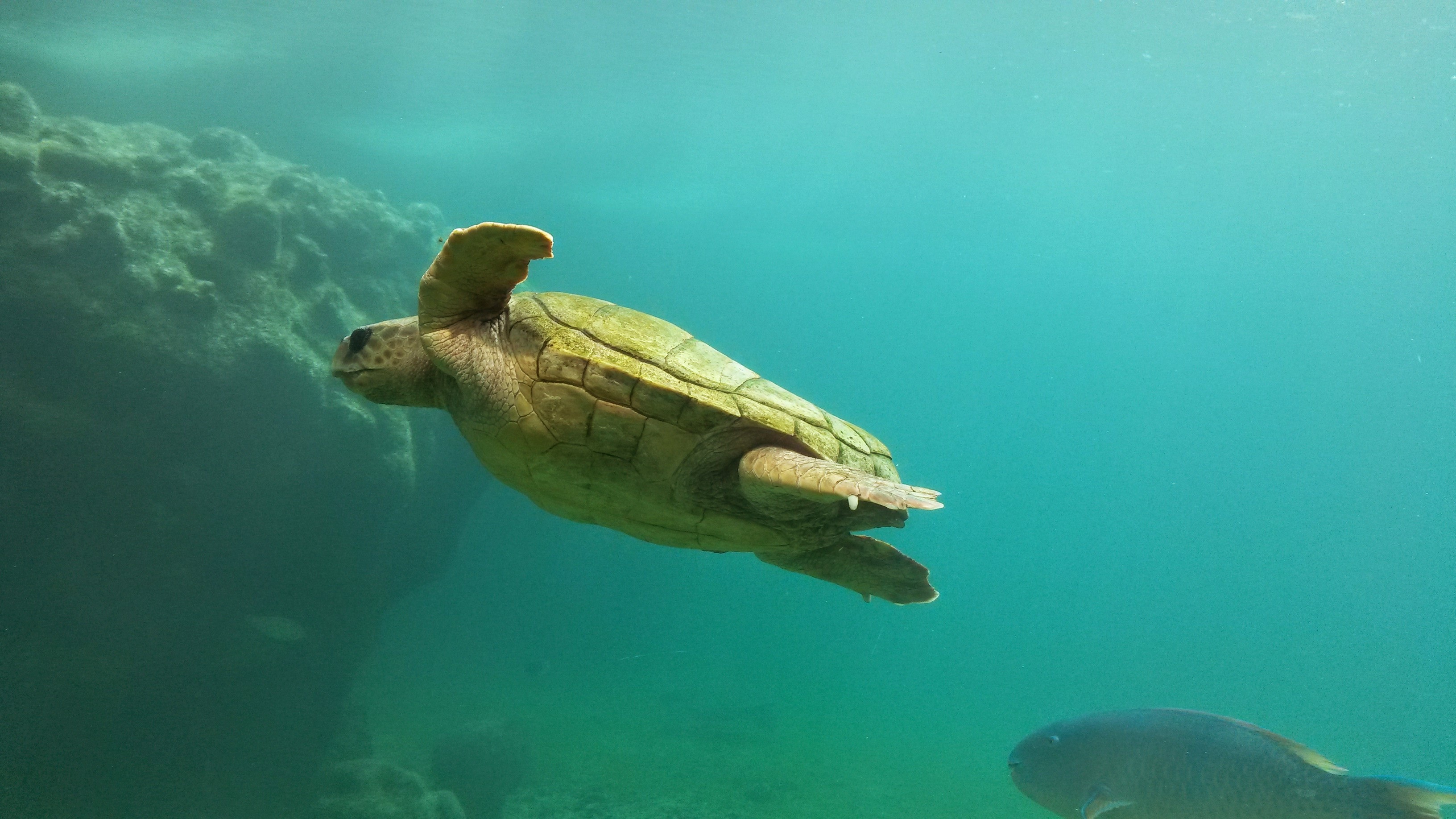 Черепаха плывет по морю
