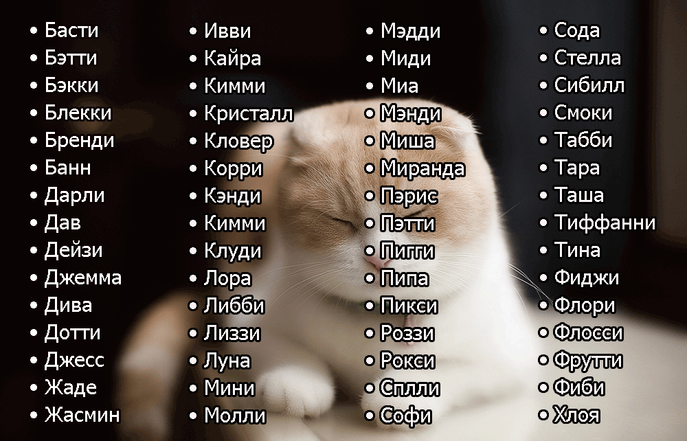 Японские клички для кошек: подробный список лучших японских имен - мир кошек