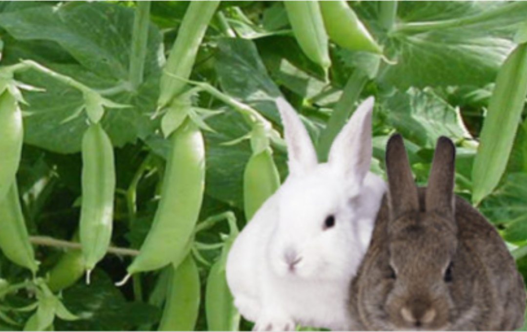 Можно ли кроликам горох – скармливание бобовых культур.
