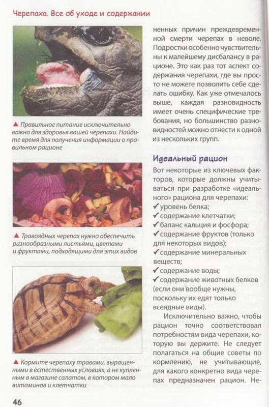 Чем кормить красноухую черепаху?