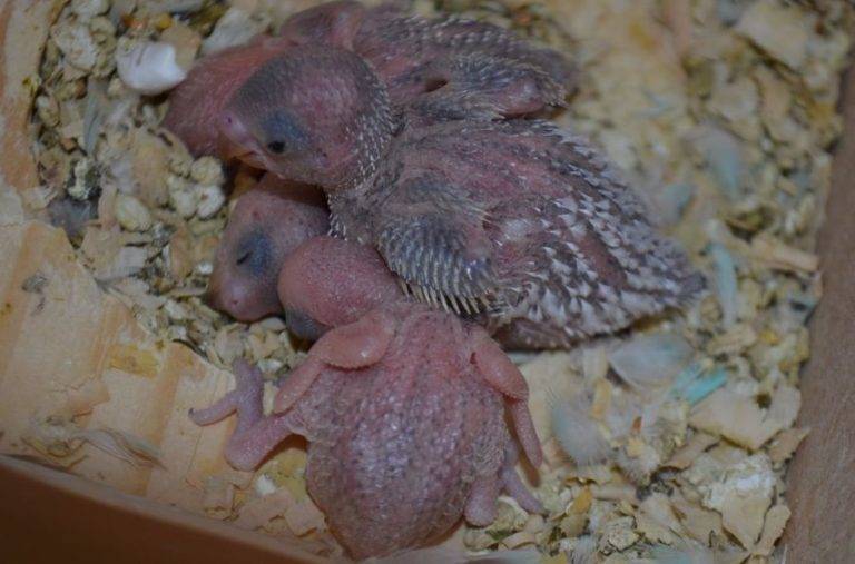 Как узнать, оплодотворенные яйца или нет у волнистого попугая