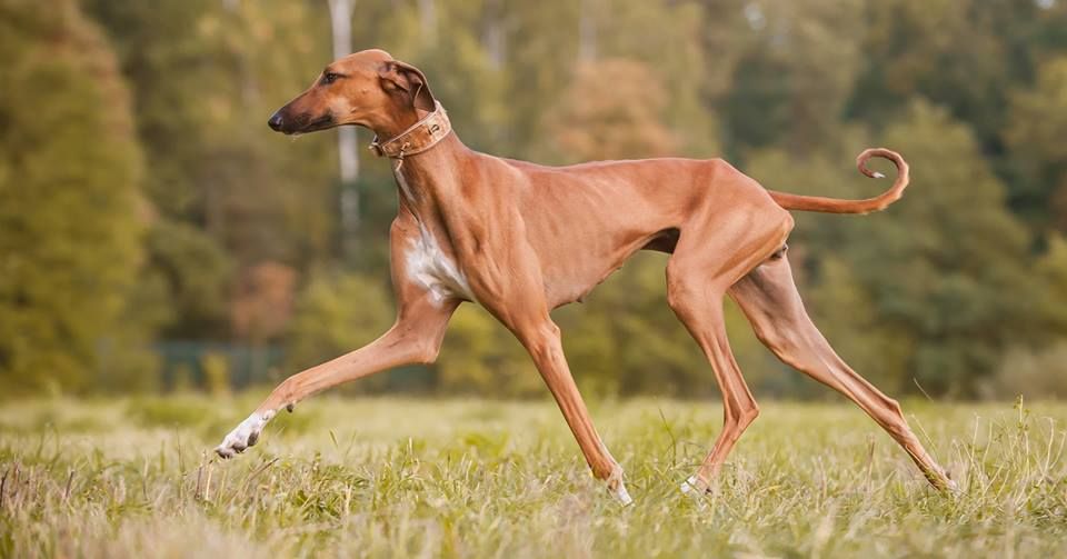 Австралийский кеттл дог: описание породы собак
