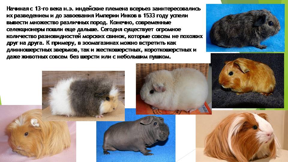Почему морская свинка называется морской?