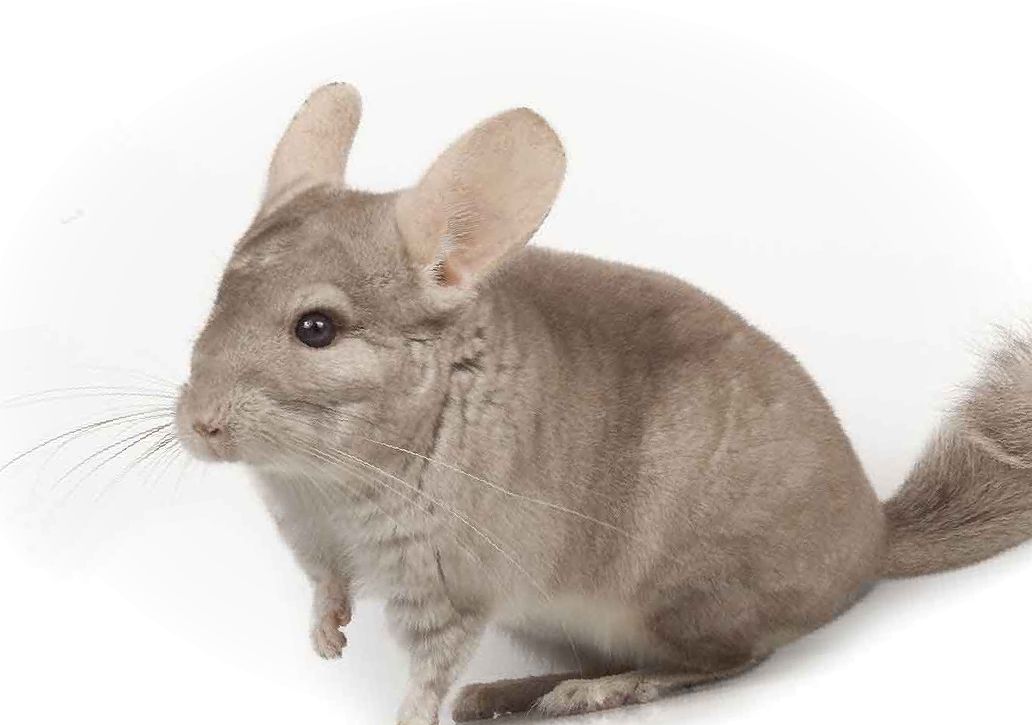 ангорская шиншилла. шиншилла кричит. шиншилла издает странные звуки. гемоэбони шиншилла.