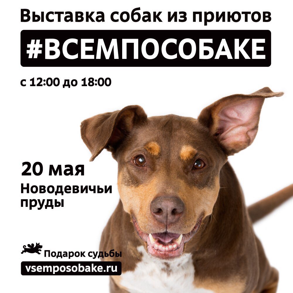 Выставка собак из московских приютов "подарок судьбы"