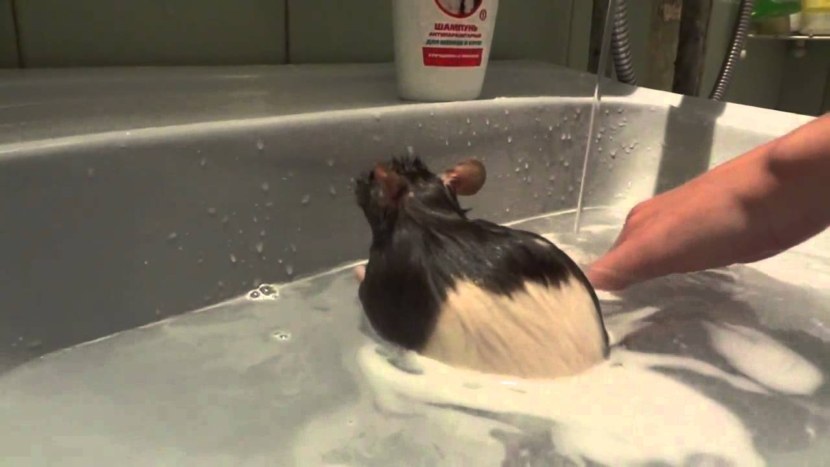 Как купать любимую крысу без стресса