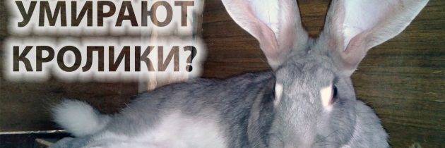 Почему умирают кролики: ? причины и методы решения